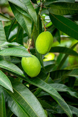 Mango tree