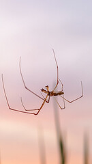spider on a web