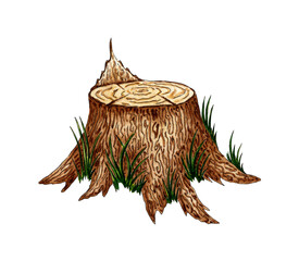 Watercolor illustration of a tree stump with grass. Cut tree trunk with bark and plants. For the design of design compositions on the theme of tourism, hiking, outdoor recreation. isolated on white