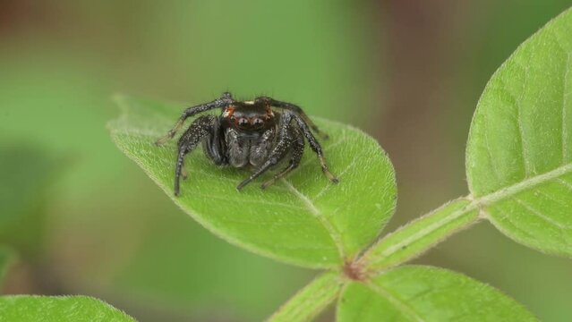 Male Colonus sylvanus jumping spider on a leaf, then moving under it to hide