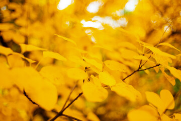 Closeup on autumn tree branches with yellow leaves