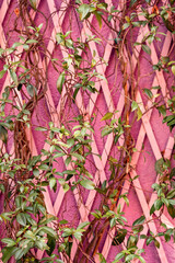 Pink wall with plant leaves bg texture