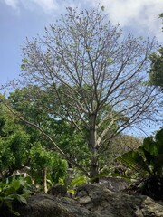 Chetumal, el malecón y el Zoo.