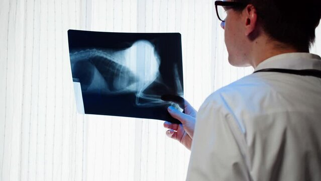 Doctor veterinarian examining cat or dog skeleton roentgen. Nurse man vet analyzing animal bones x-ray close-up. 