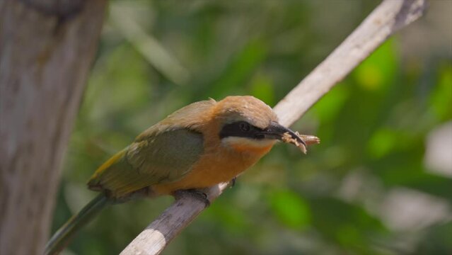 This slow motion video shows a wild white-fronted bee-eater (Merops bullockoides) bird dropping a cricket and then catching it in mid air.