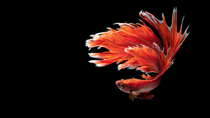 Beautiful Red Betta Fish