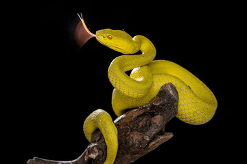 Yellow Viper Snake
