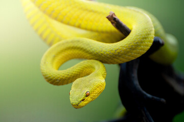 Yellow Viper Snake
