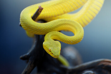 Yellow Viper Snake
