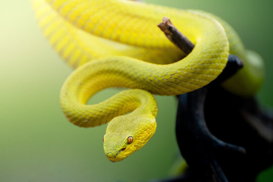 Yellow Viper Snake
