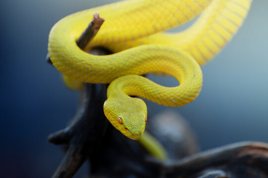 Yellow Viper Snake
