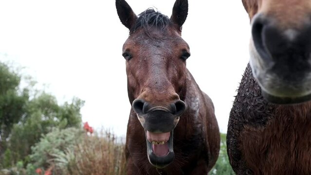 Funny horse yawning several times showing teeth and tongue standing in the rain