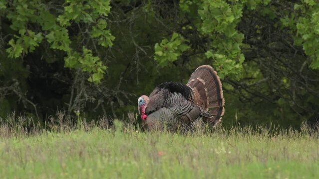Wild gobbler strutting with his tail feathers wide open