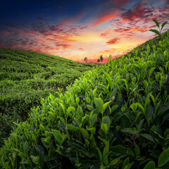 Tea Field Plantation in beautiful day and sky