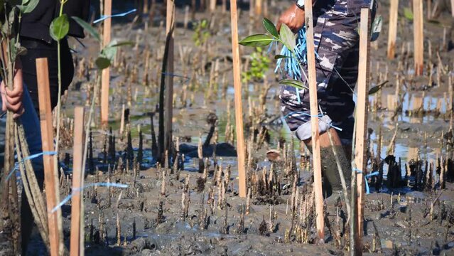 Volunteers join together and plant young tree in deep mud in mangrove reforestation project on June 26, 2022 in Tarakan, Indonesia.