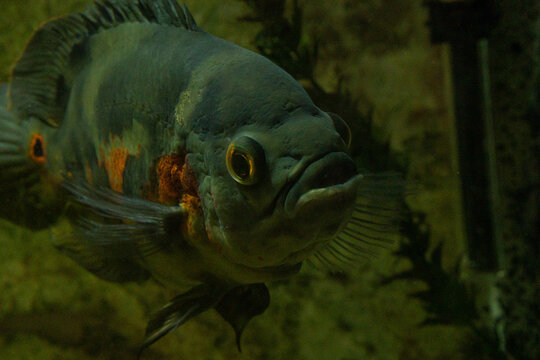 Peces en una pecera