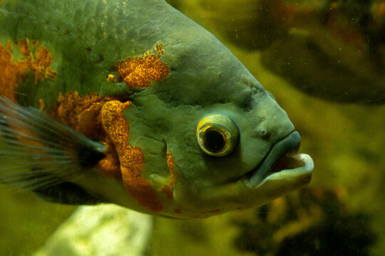 Peces en una pecera