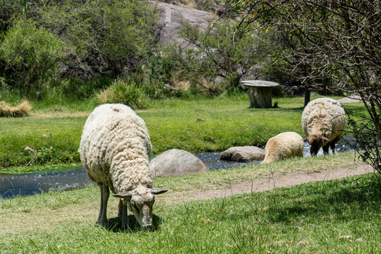 Obejas pastando en una reserva natural