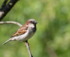 An adult male House Sparrow on a branch with green background