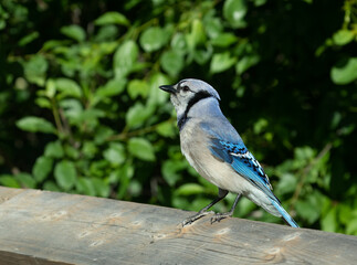 A beautiful adult Blue Jay on a wooden railing with leafy background