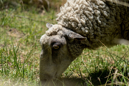 Obejas pastando en una reserva natural