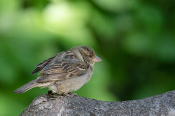 Fledgling sparrow on a branch with nature background