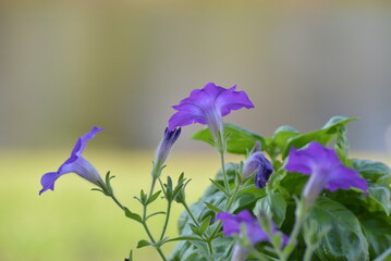 Purple Potunias