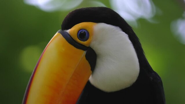 This video shows a close up view of a beautiful toco toucan (Ramphastos toco) hoping along a rainforest canopy and then flying off.