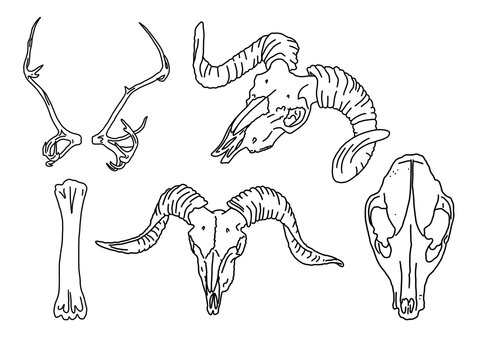 Graphical set. animal skulls linear art.