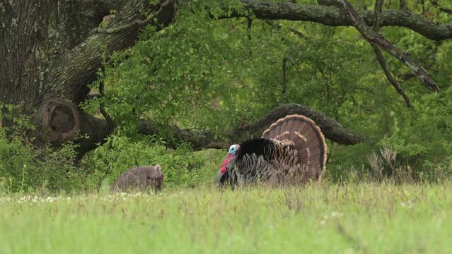 Wild gobbler showing off to a turkey hen in spring