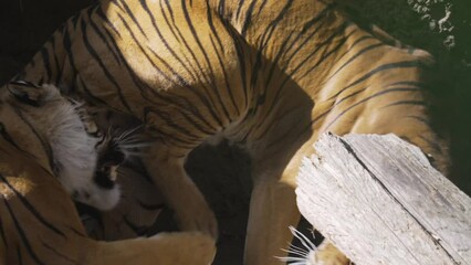 This slow motion video captures an epic brawl between two wild tigers as one bites the other in the leg from behind and starts a fight.
