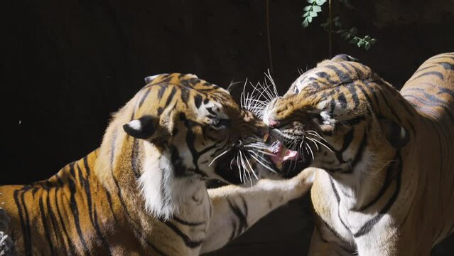 This epic video shows two wild tigers interacting as one bites the other's leg from behind and starts a fight.