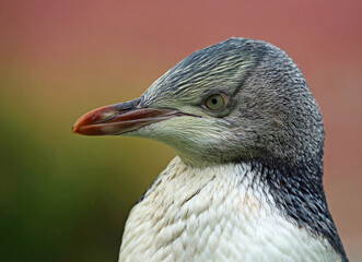 Penguin in left profile - New Zealand