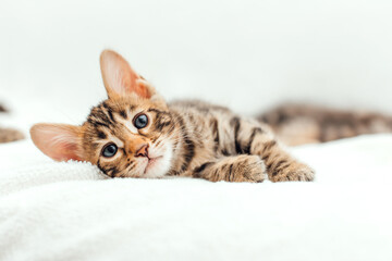 Fototapeta na wymiar Little bengal kitten on the white fury blanket