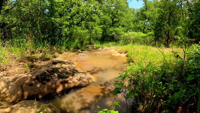 Small watersnake swimming in a small creek, zoom in