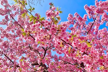 カワヅザクラ 河津桜 日本の桜