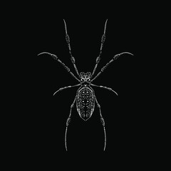 Banana Spider hand drawing vector illustration isolated on black background