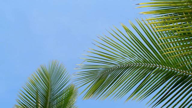 green coconut leaf in the wind blowing on blue sky background, summer background concepts, slow motion
