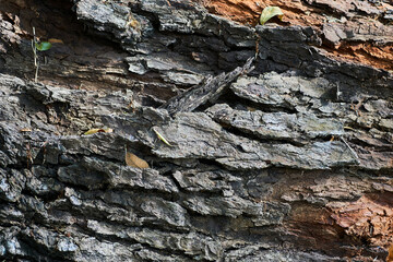 Closeup of tree trunk, full frame shoot - stock photo