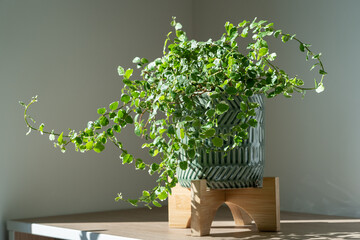 Creeping green fresh Ficus Pumila plant in ceramic planter at home, sunlight. Greenery at home,...