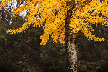 autumn leaves on a gingko tree