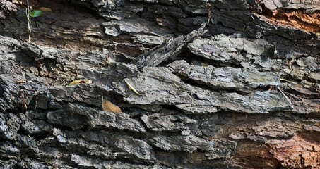 Closeup of tree trunk, full frame shoot - stock photo