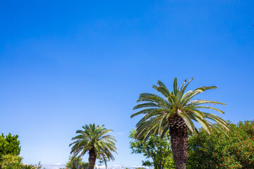 青空とヤシの木　Palm tree