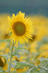 Fototapeta premium 力強いヒマワリ