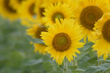 太陽に向かって咲くヒマワリ畑