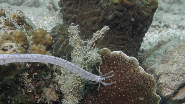 Sea cucumber (holothuria) catches plankton with its tentacles.