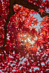 Autumn Leaves In Japan