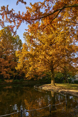 Autumn Leaves In a Park In Japan