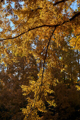 Autumn Leaves In a Park In Japan