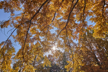 Autumn Leaves In a Park In Japan